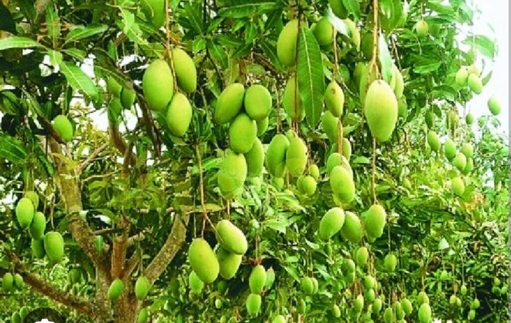 आर्थिक समृद्धी साठी शेतकऱ्यांनी फळबाग लागवड करावी