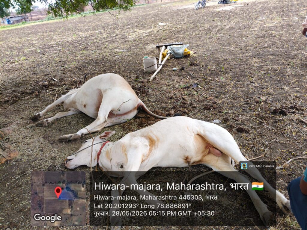 हिवरा शिवारात विजेचा थरारक कहर!