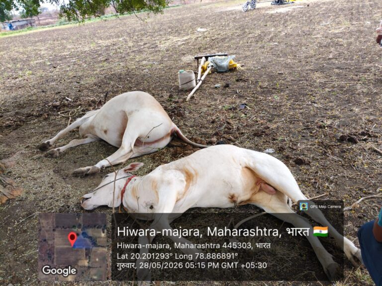 हिवरा शिवारात विजेचा थरारक कहर!