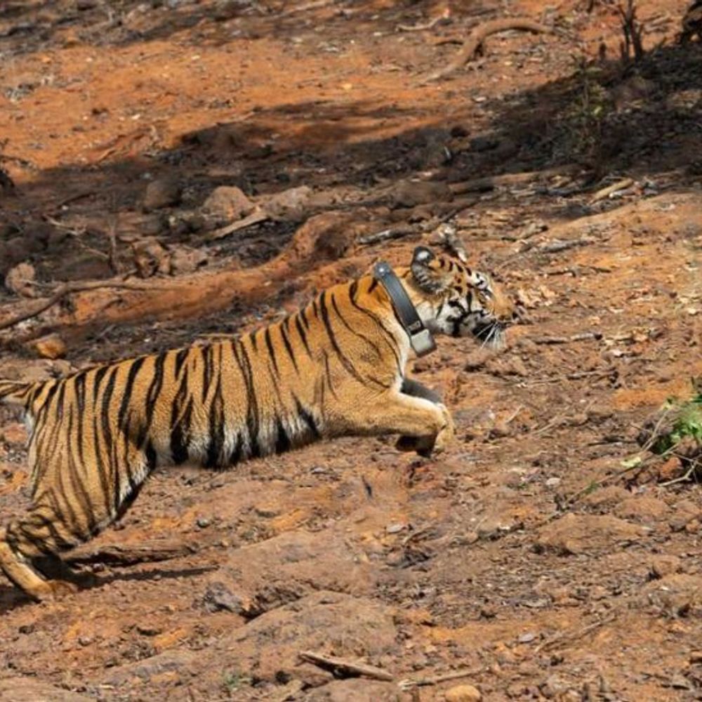 सह्याद्री व्याघ्र प्रकल्पातील ‘हिरकणी’ अखेर सुरक्षित!:10 दिवसांच्या चिंतेनंतर वन विभागाला मोठा दिलासा, मात्र गळ्यातील ‘सॅटेलाइट पट्टा’ बेपत्ता