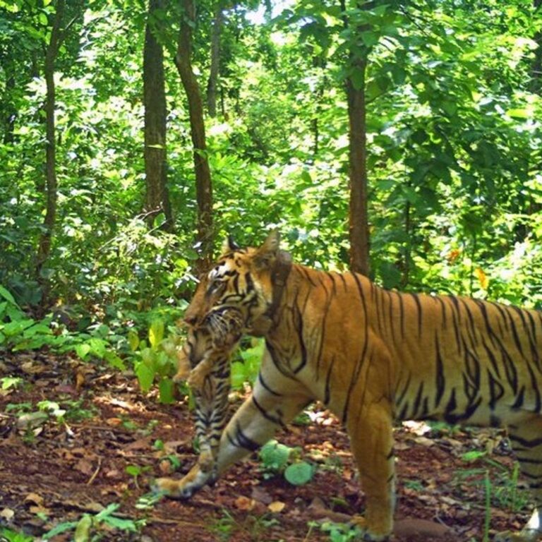 ताडोबाच्या ‘झीनत’ वाघिणीने ओडिशात 4 बछड्यांना दिला जन्म:देशातील पहिला आंतरराज्यीय व्याघ्र स्थलांतर प्रयोग यशस्वी